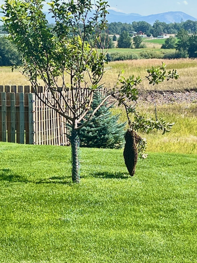 honey bee swarm